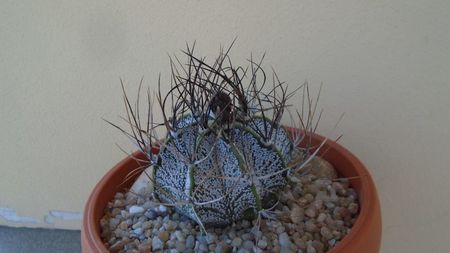 Astrophytum capricorne; replantat in 12 iul. 2020
