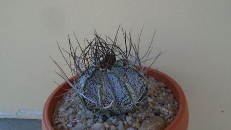 Astrophytum capricorne; replantat in 12 iul. 2020
