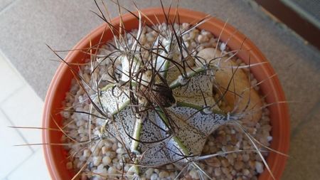 Astrophytum capricorne; replantat in 12 iul. 2020
