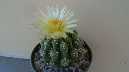 Thelocactus leucacanthus