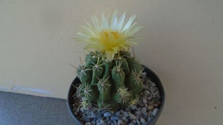 Thelocactus leucacanthus