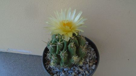 Thelocactus leucacanthus