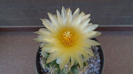 Thelocactus leucacanthus