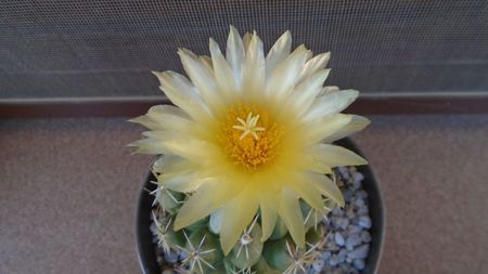 Thelocactus leucacanthus