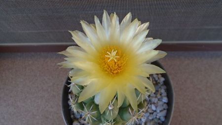 Thelocactus leucacanthus