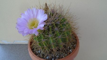 Acanthocalycium spiniflorum