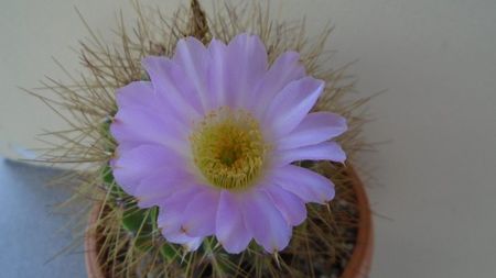 Acanthocalycium spiniflorum