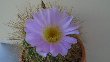 Acanthocalycium spiniflorum