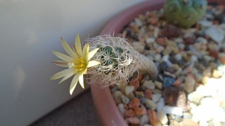 Turbinicarpus krainzianus v. minimus