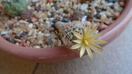 Turbinicarpus krainzianus v. minimus