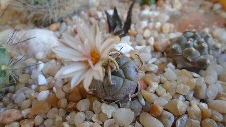 Turbinicarpus klinkerianus, L1065, El Huizache, SLP