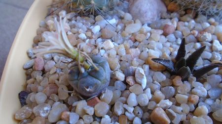 Turbinicarpus klinkerianus, L1065, El Huizache, SLP