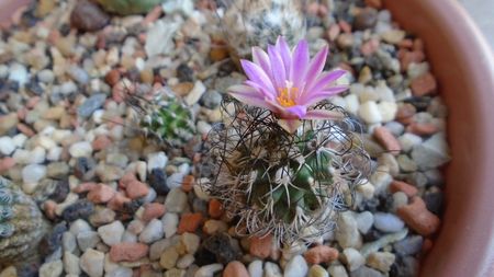 Turbinicarpus krainzianus v. lausseri