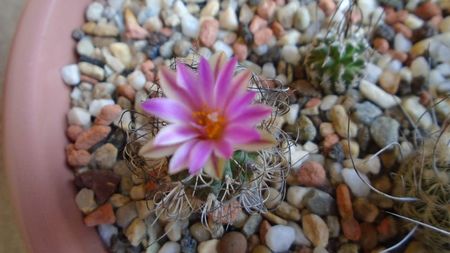 Turbinicarpus krainzianus v. lausseri