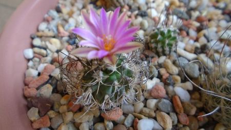 Turbinicarpus krainzianus v. lausseri