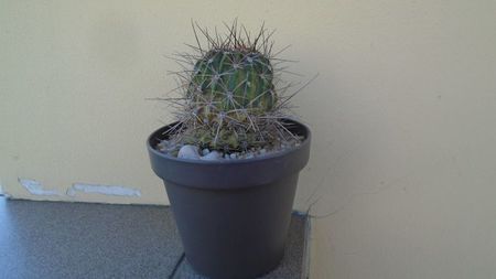 Lobivia jajoiana cv. Anemone (Echinopsis marsoneri); replantata in 15 iul. 2020
