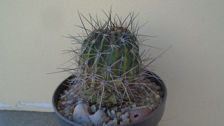 Lobivia jajoiana cv. Anemone (Echinopsis marsoneri); replantata in 15 iul. 2020
