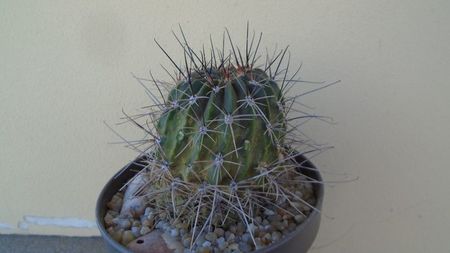 Lobivia jajoiana cv. Anemone (Echinopsis marsoneri); replantata in 15 iul. 2020
