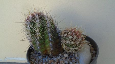 Thelocactus bicolor ssp. pottsii; replantat in 15 iul. 2020
