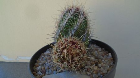 Thelocactus bicolor ssp. pottsii; replantat in 15 iul. 2020
