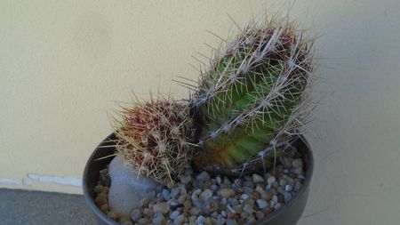 Thelocactus bicolor ssp. pottsii; replantat in 15 iul. 2020
