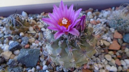 Turbinicarpus viereckii