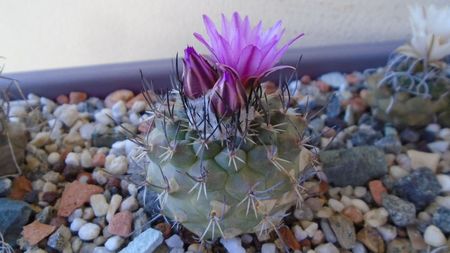 Turbinicarpus viereckii