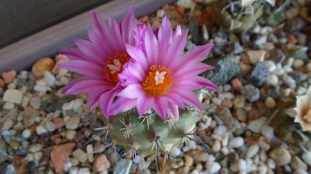 Turbinicarpus viereckii