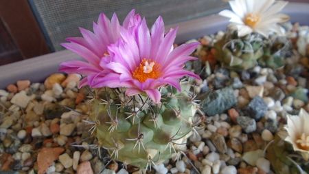 Turbinicarpus viereckii