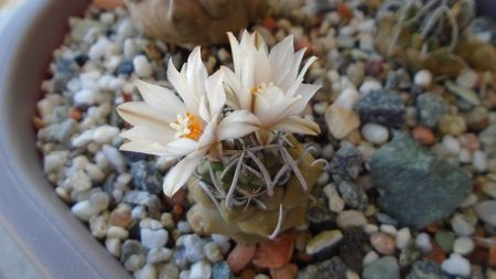 Turbinicarpus klinkerianus