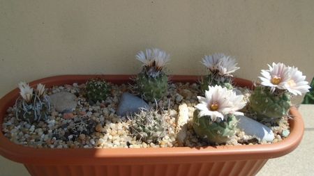 Grup de 8 Turbinicarpus; Turbinicarpus hibrid, 5 ex.
Turbinicarpus klinkerianus
Turbinicarpus laui
Turbinicarpus bonatzii
