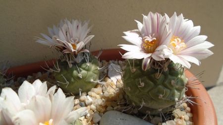 Turbinicarpus hb.