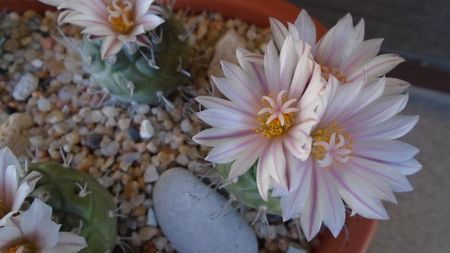 Turbinicarpus hb.