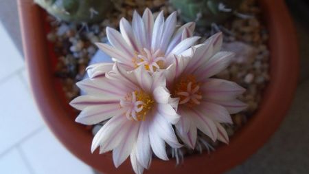 Turbinicarpus hb.