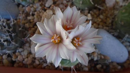 Turbinicarpus hb.