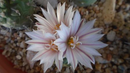 Turbinicarpus hb.