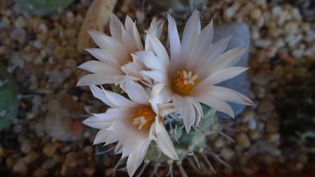 Turbinicarpus hb.