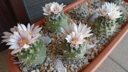 Turbinicarpus hb.