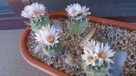 Turbinicarpus hb.