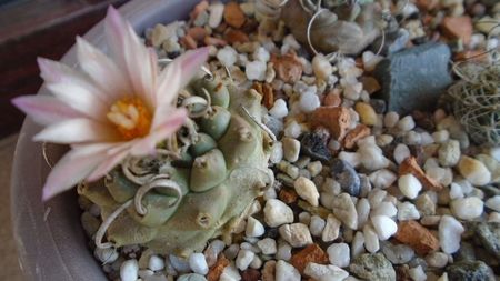 Turbinicarpus schwarzii v. rubriflorus