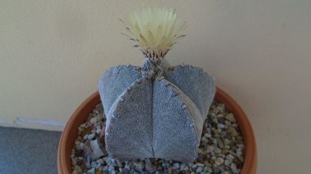 Astrophytum coahuilense