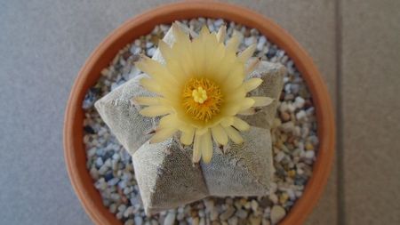 Astrophytum coahuilense