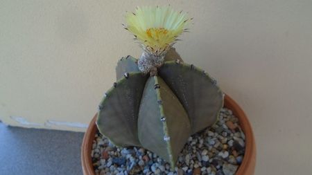 Astrophytum coahuilense