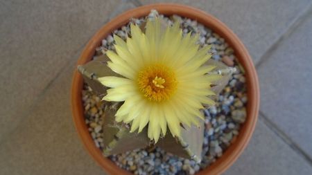 Astrophytum coahuilense