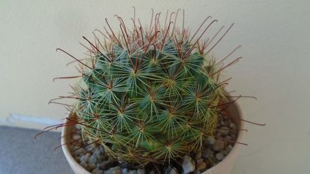 Mammillaria grahamii