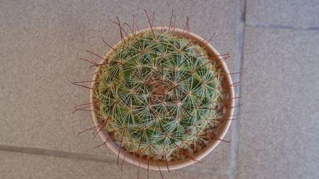 Mammillaria grahamii