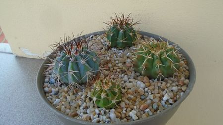 Grup de 4 cactusi; Melocactus azureus 
Melocactus zehntneri
Melocactus violaceus
Discocactus hartmannii ssp. magnimammus
