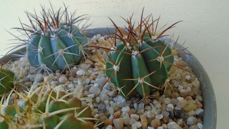 Melocactus violaceus