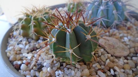 Melocactus violaceus