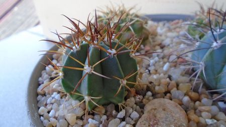 Melocactus violaceus